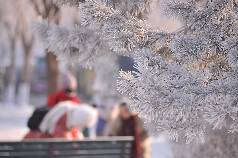 Residents flock to the banks of the Songhua River to enjoy picturesque scenes of soft rime in Harbin City, Heilongjiang Province, January 13, 2024. /CFP