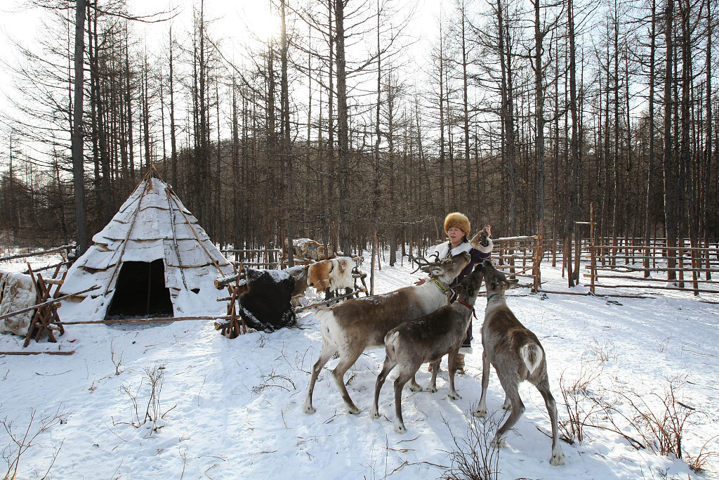 The Ewenki with reindeer in Genhe City, north China's Inner Mongolia Autonomous Region, February 9, 2012. /CFP