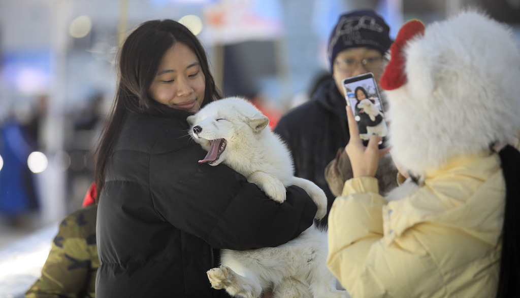 A visitor cuddles a fox at the Harbin Songhua River Ice and Snow Carnival in Harbin, northeast China's Heilongjiang Province, January 4, 2024. /CFP