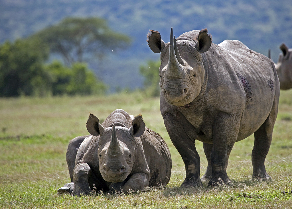 A black rhino seen with her calf in Solio Ranch, Kenya. /CFP