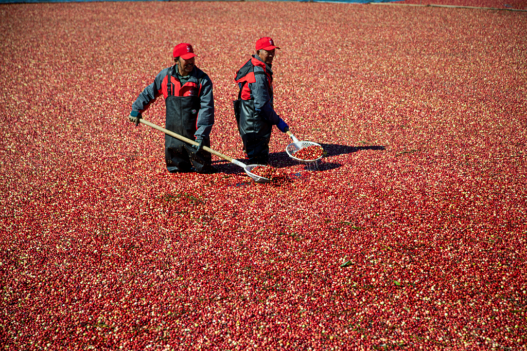 Farmers harvest cranberries with wet harvesting method in Fuyuan City, northeast China's Heilongjiang Province, September 23, 2023. /CFP