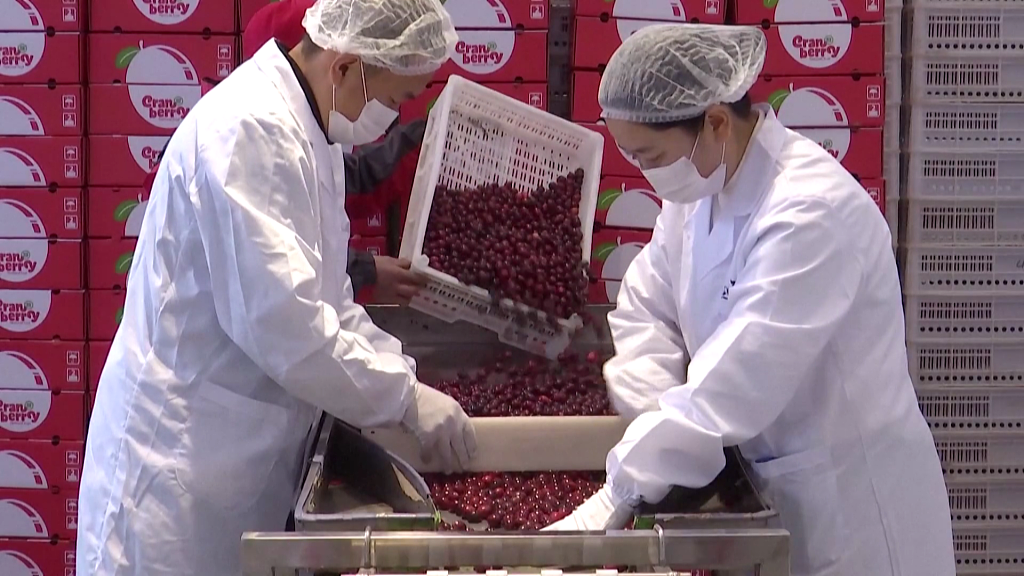 Working staff of Fuyuan's cranberry planting base boxes up cranberries before the fruits are transported to south China's Guangxi Zhuang Autonomous Region , Fuyuan city, northeast China's Heilongjiang Province, January 6, 2024. /CFP