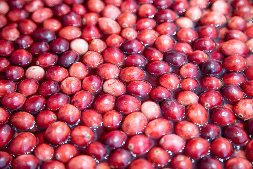 Cranberries float on water as they are harvested with wet harvesting method in Fuyuan City, northeast China's Heilongjiang Province, September 23, 2023. /CFP