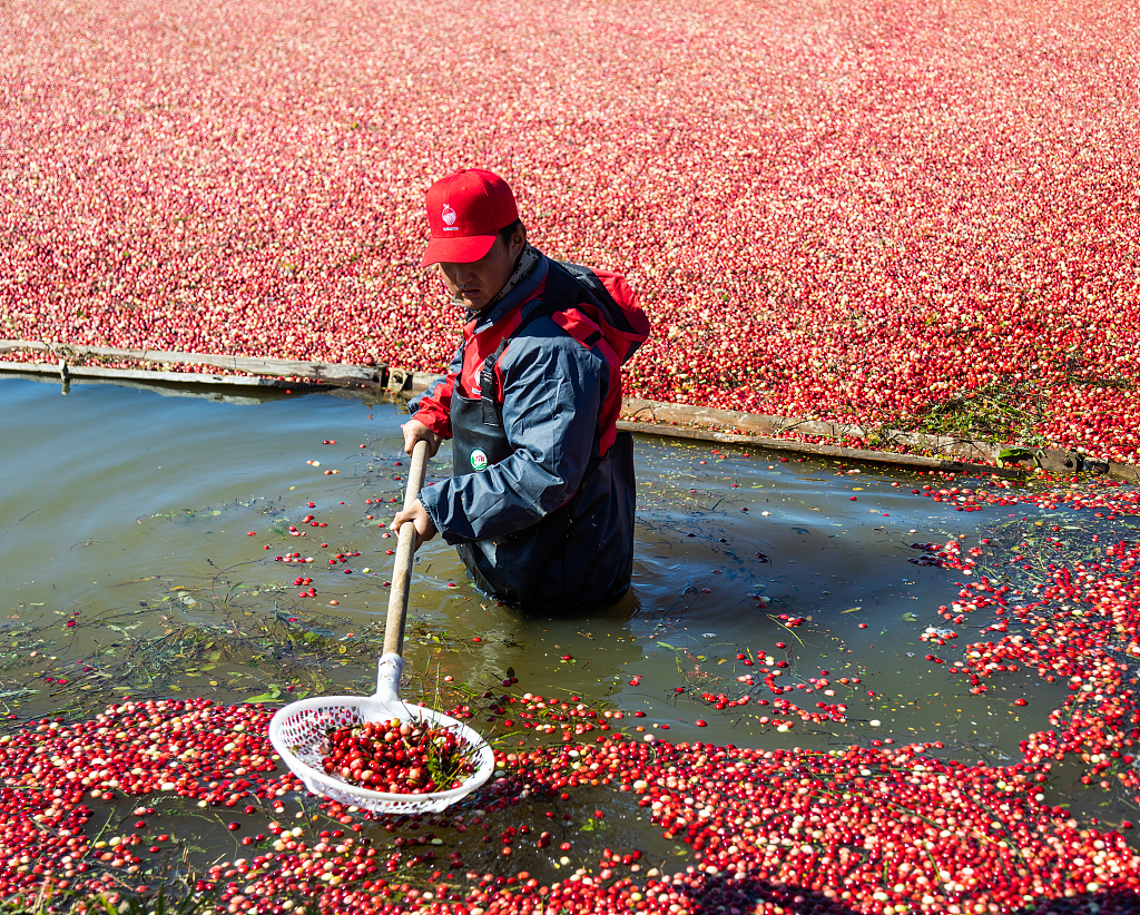 Farmers harvest cranberries with wet harvesting method in Fuyuan City, northeast China's Heilongjiang Province, September 23, 2023. /CFP