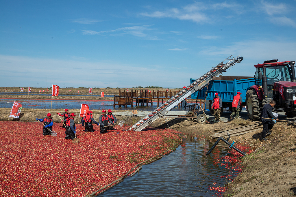 Farmers harvest cranberries with wet harvesting method in Fuyuan City, northeast China's Heilongjiang Province, September 23, 2023. /CFP