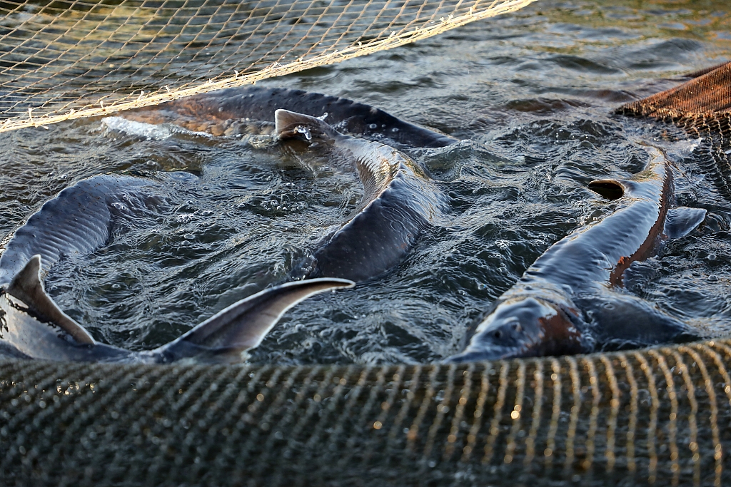 Sturgeons are bred in the Heilongjiang River in Fuyuan, Heilongjiang Province on October 5, 2018. /CFP