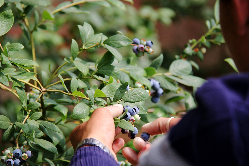 A farmer picks blueberries in Dandong, Liaoning Province on April 7, 2016. /CFP