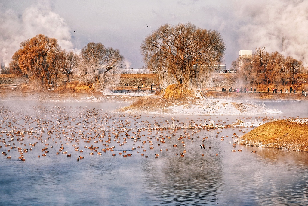 Flocks of ruddy shelducks are seen inhabiting the Qiandao Lake scenic area in Hohhot, north China's Inner Mongolia Autonomous Region, on January 8, 2024. /CFP