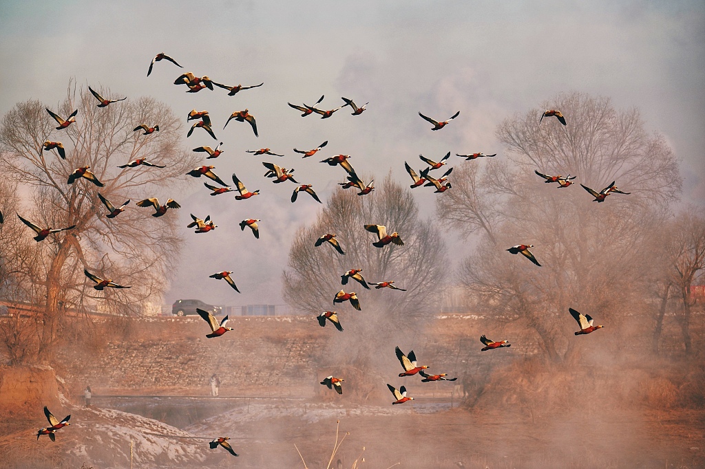 Flocks of ruddy shelducks fly over the Qiandao Lake scenic area in Hohhot, north China's Inner Mongolia Autonomous Region, on January 8, 2024. /CFP