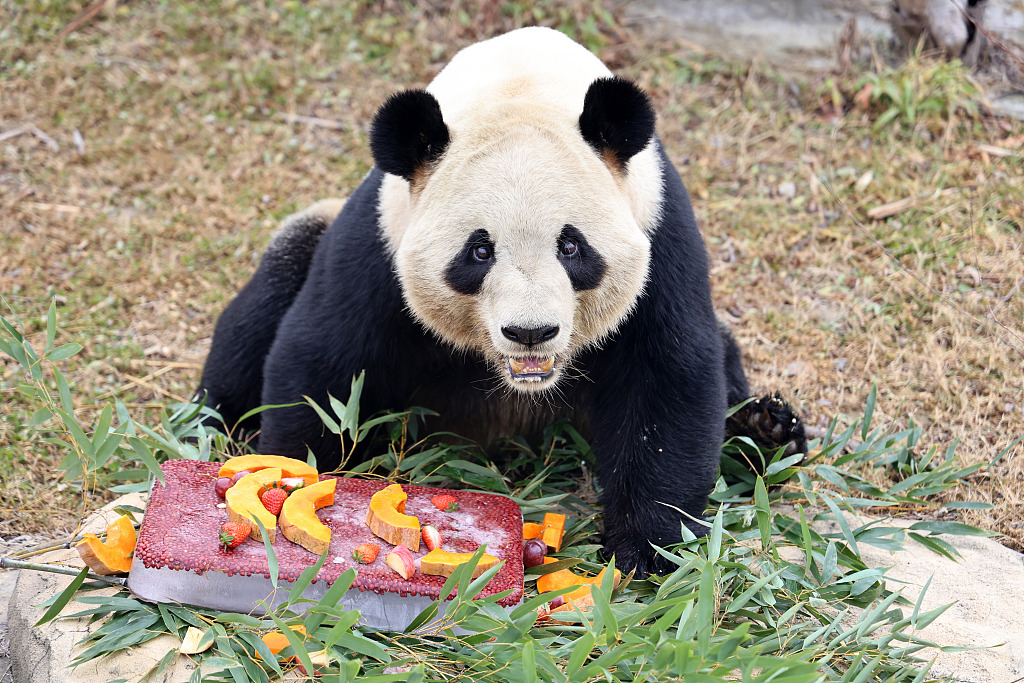 Staff at the Nantong Forest Safari Park in Jiangsu Province prepared special meals for the animals there ahead of the Laba Festival on January 16, 2024. /CFP