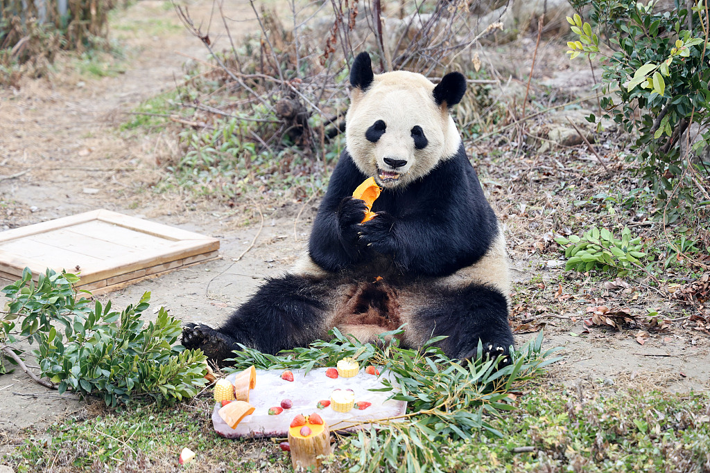 Staff at the Nantong Forest Safari Park in Jiangsu Province prepared special meals for the animals there ahead of the Laba Festival on January 16, 2024. /CFP