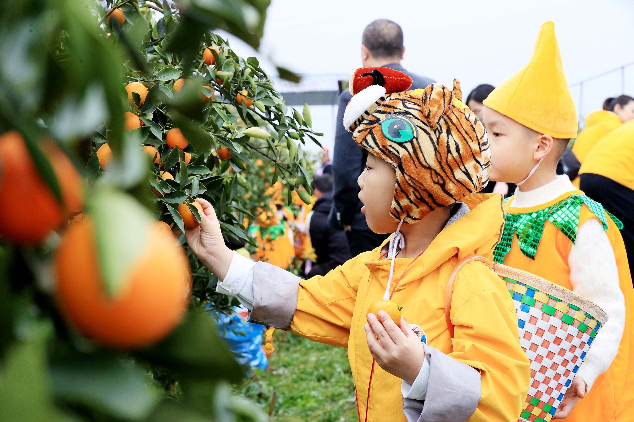 Children from Heilongjiang pick kumquats in a kumquat garden in Rong'an County, south China's Guangxi Zhuang Autonomous Region, January 12, 2024. /CFP