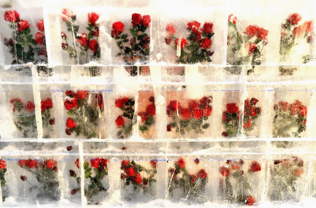 A photo shows bunches of roses behind a layer of crystal-clear ice in Harbin, Heilongjiang Province, on January 16, 2024. /IC