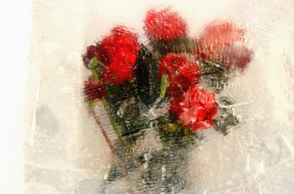 A photo shows a bunch of red roses hidden behind a layer of ice in Harbin, Heilongjiang Province, on January 16, 2024. /IC