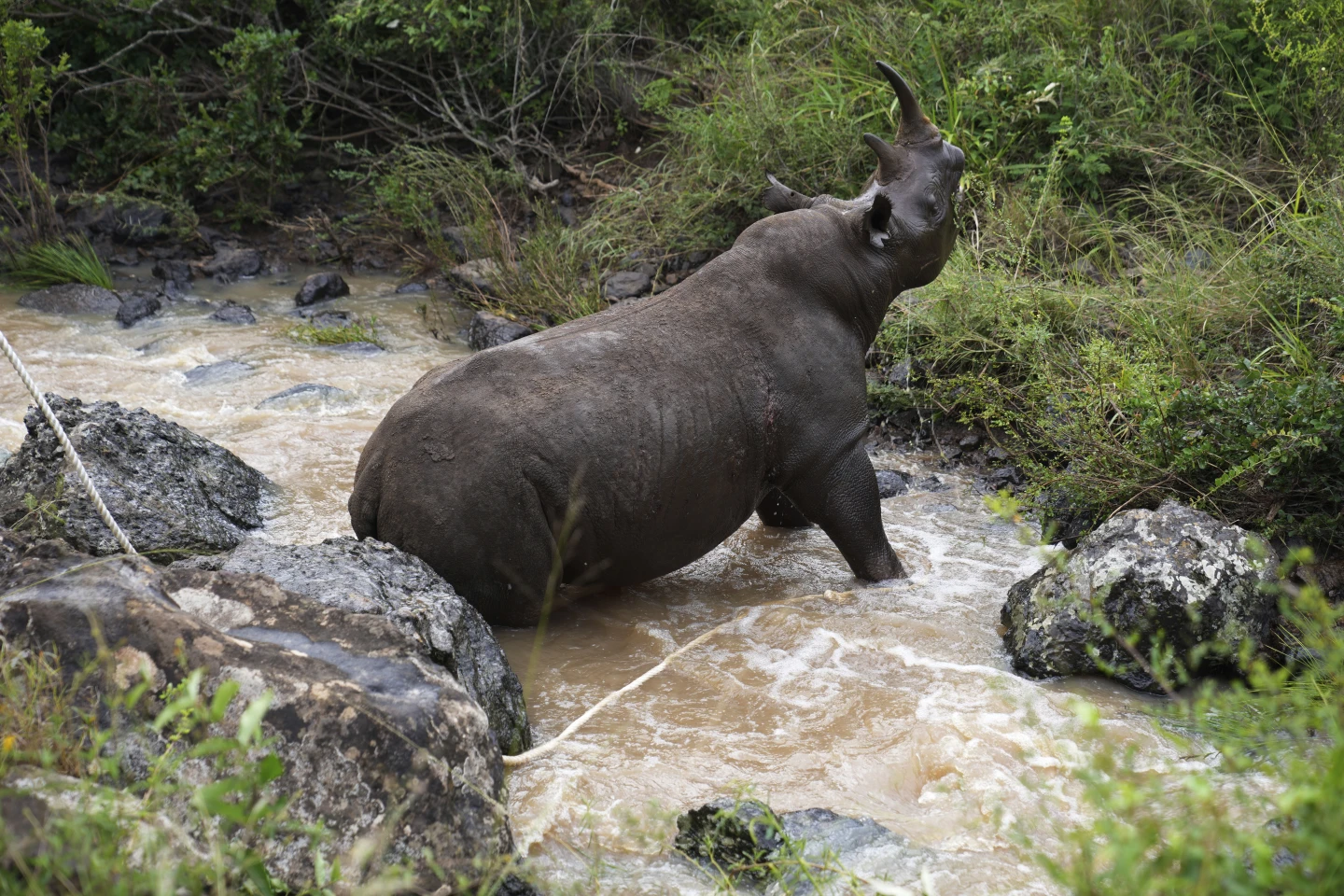 A sedated black rhino is rescued by Kenya wildlife rangers from the water in Nairobi National Park, Kenya, January 16, 2024. /AP