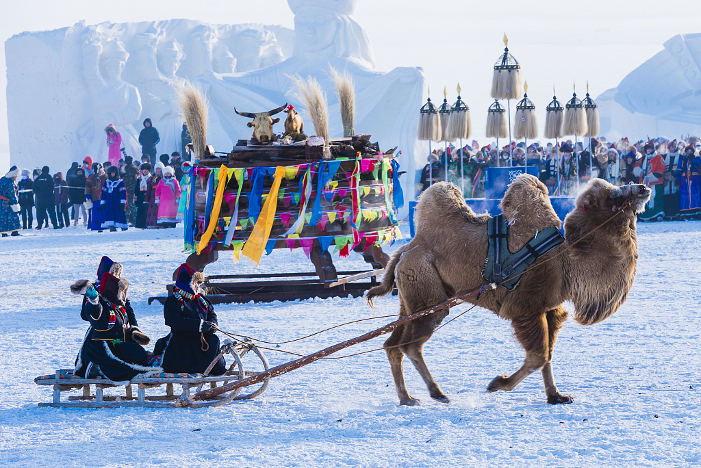 A camel pulls tourists during a winter festival in Hulunbuir, north China's Inner Mongolia Autonomous Region, December 23 2023. /CFP