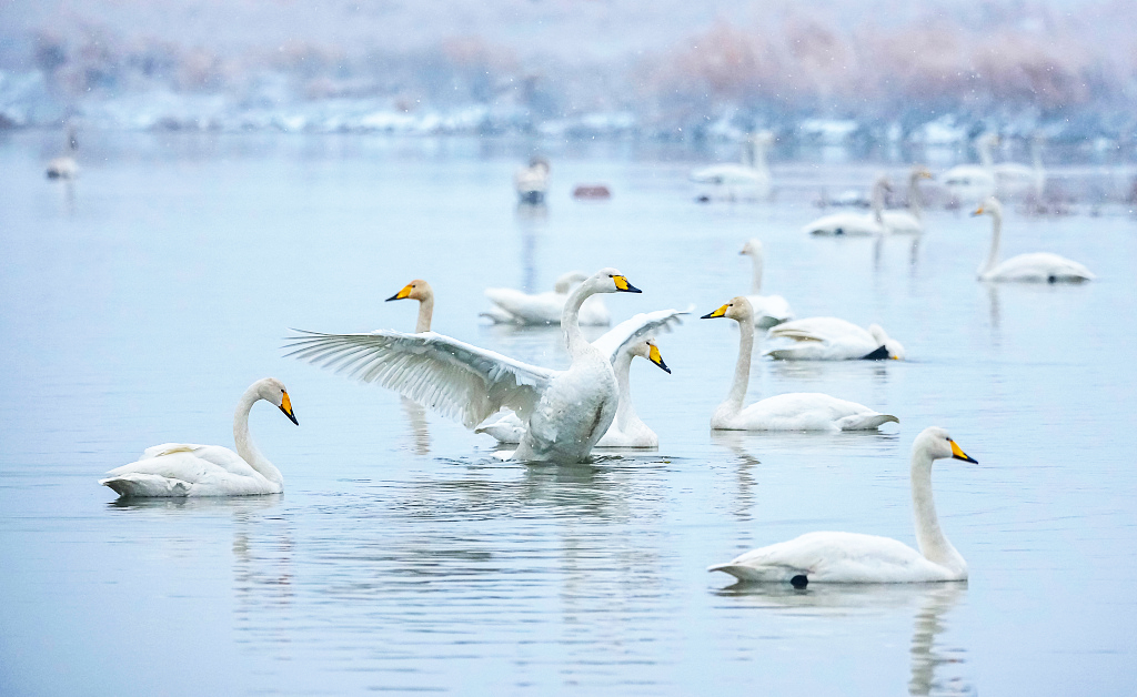 A swan flaps its wings as other swans swim in the Salt Lake surrounded by the snowy wetlands of Yuncheng, Shanxi Province on January 16, 2024. /CFP