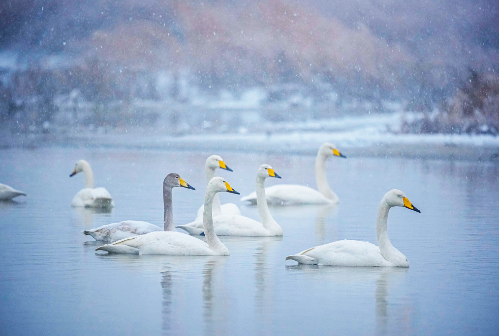 A flock of swans swim in the Salt Lake surrounded by the snowy wetlands of Yuncheng, Shanxi Province on January 16, 2024. /CFP