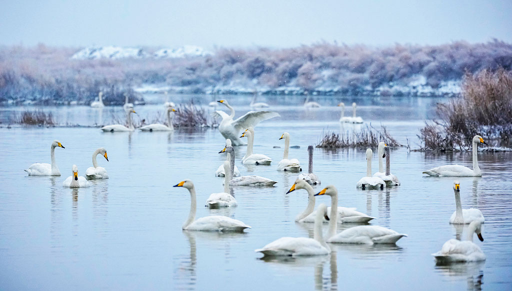 A swan flaps its wings as other swans swim in the Salt Lake surrounded by the snowy wetlands of Yuncheng, Shanxi Province on January 16, 2024. /CFP