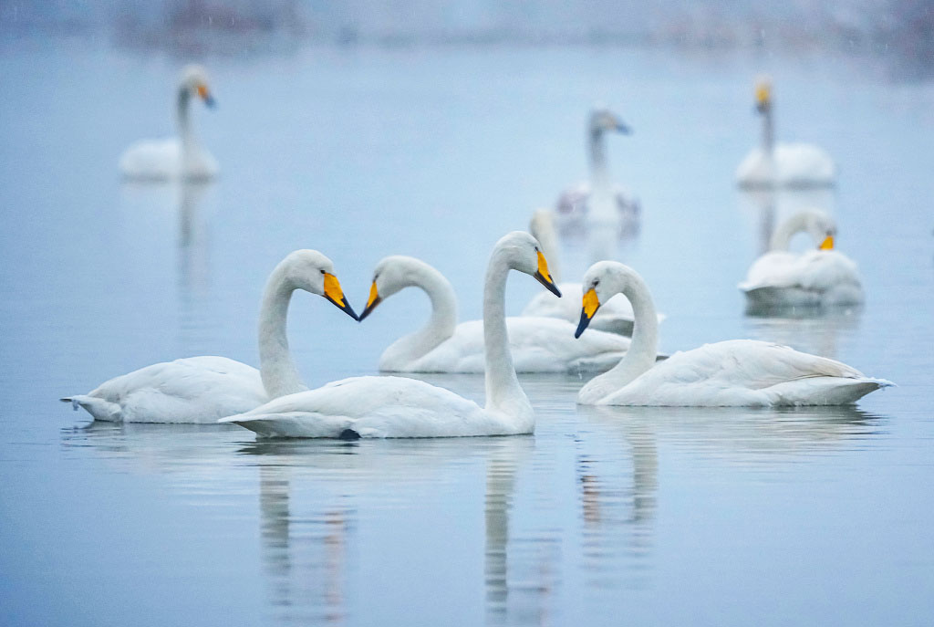 A flock of swans swim in the Salt Lake surrounded by the snowy wetlands of Yuncheng, Shanxi Province on January 16, 2024. /CFP