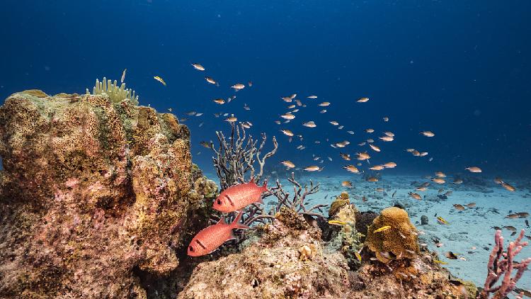 Largest deep-sea coral reef to date is mapped by scientists - CGTN