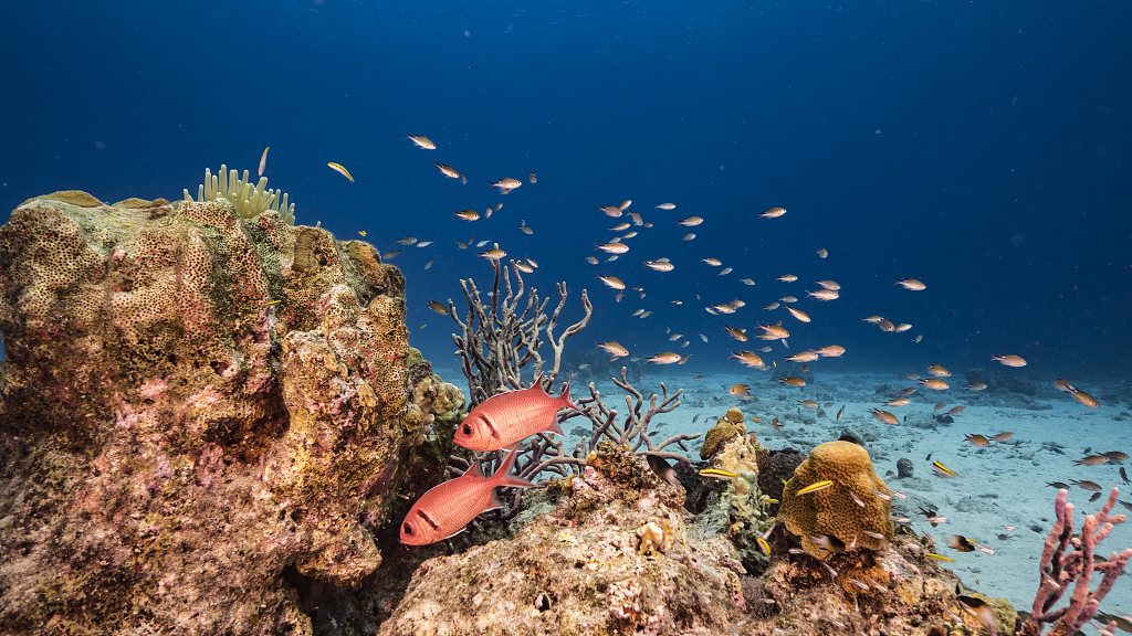 Largest deep-sea coral reef to date is mapped by scientists off the US  Atlantic coast