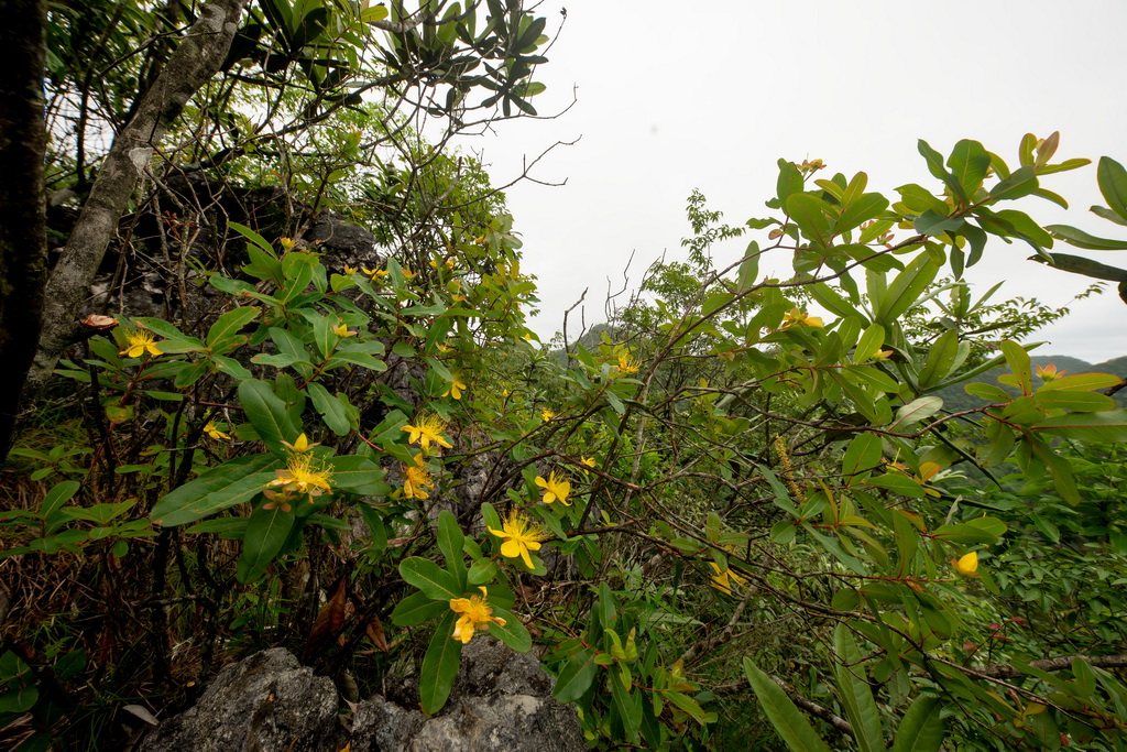 Hypericum liboense in the Maolan National Nature Reserve, Libo County, Guizhou Province, southwest China, May 22, 2023. /Xinhua 