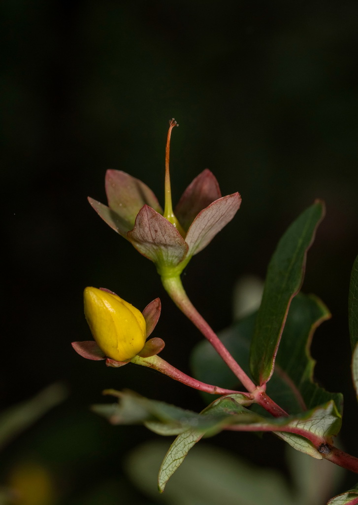 Hypericum liboense in the Maolan National Nature Reserve, Libo County, Guizhou Province, southwest China, May 22, 2023. /Xinhua 