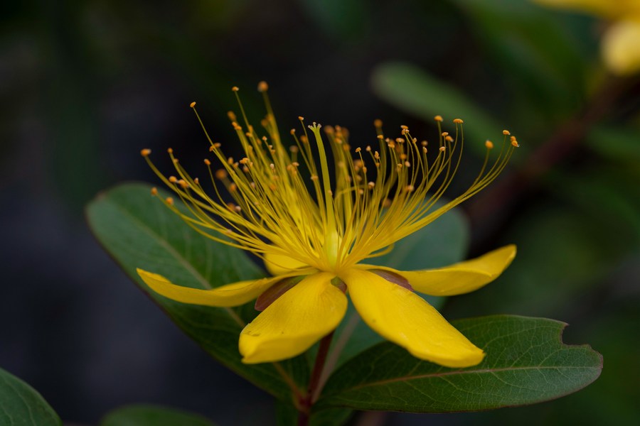 Hypericum liboense in the Maolan National Nature Reserve, Libo County, Guizhou Province, southwest China, May 22, 2023. /Xinhua 