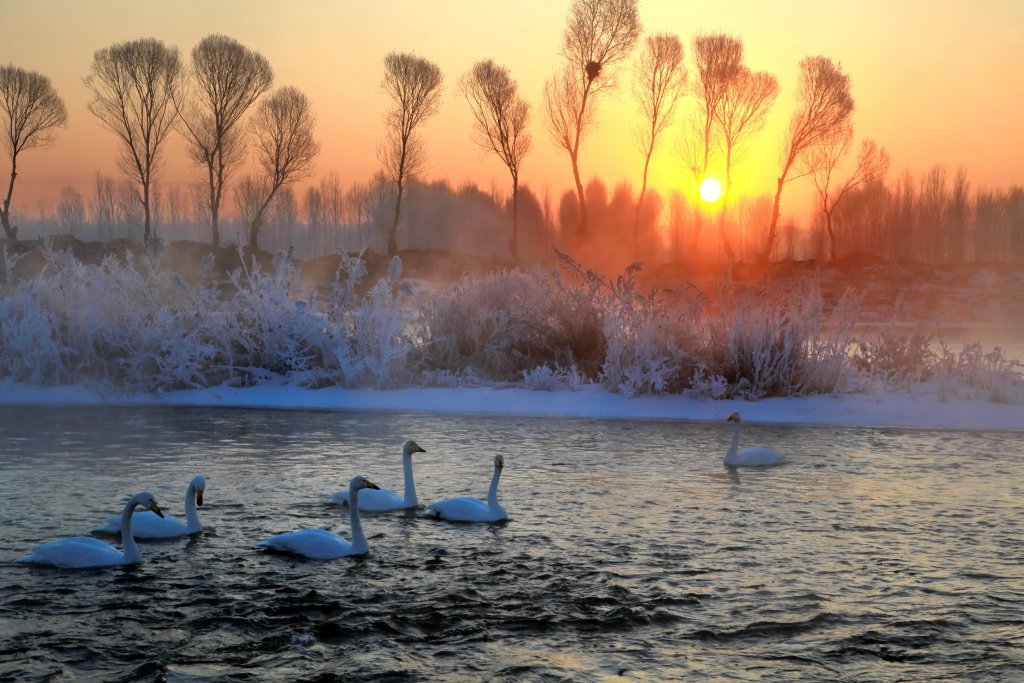 A group of swans forage in the Linghe River in Chaoyang, northeast China's Liaoning Province on January 18, 2024. /CFP 