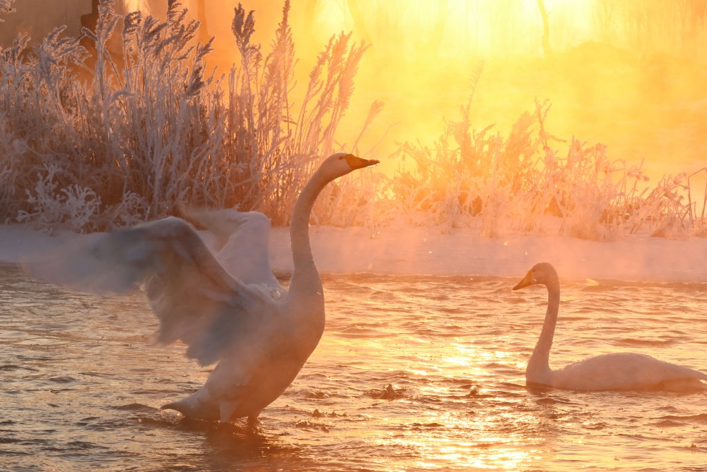 Two swans are set aglow at the Linghe River in Chaoyang, northeast China's Liaoning Province on January 18, 2024. /CFP 