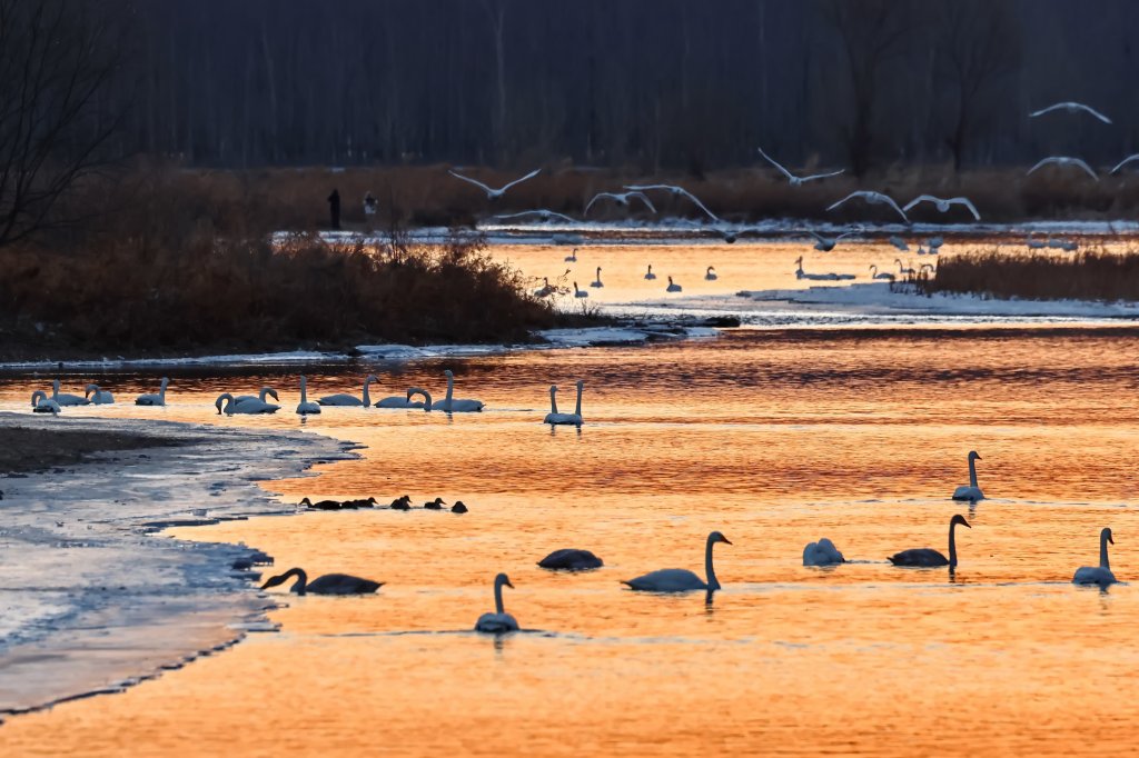 Swans are seen at the sunlight-cast Linghe River in Chaoyang, northeast China's Liaoning Province on January 18, 2024. /CFP