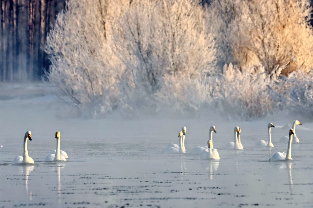 Swans are pictured at the Linghe River in Chaoyang, northeast China's Liaoning Province on January 18, 2024, with rime-bedecked trees on the riverside. /CFP 