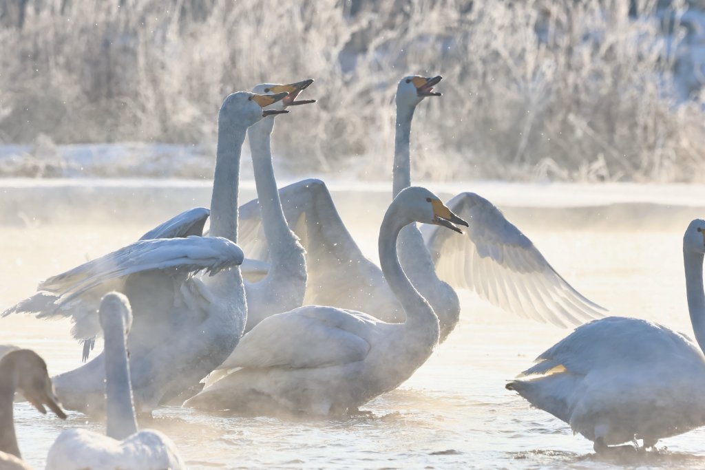 Swans frolic around at the Linghe River in Chaoyang, northeast China's Liaoning Province on January 18, 2024. /CFP
