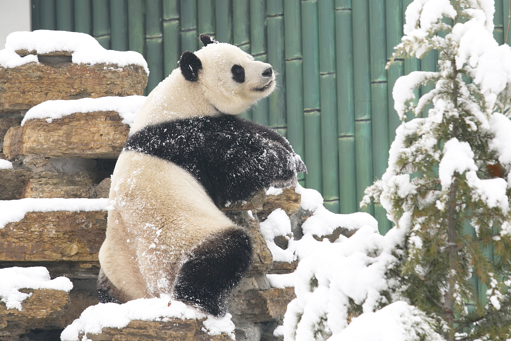 A giant panda in Ji'nan Zoo enjoys the first snowfall of the year on January 17, 2024. /CFP