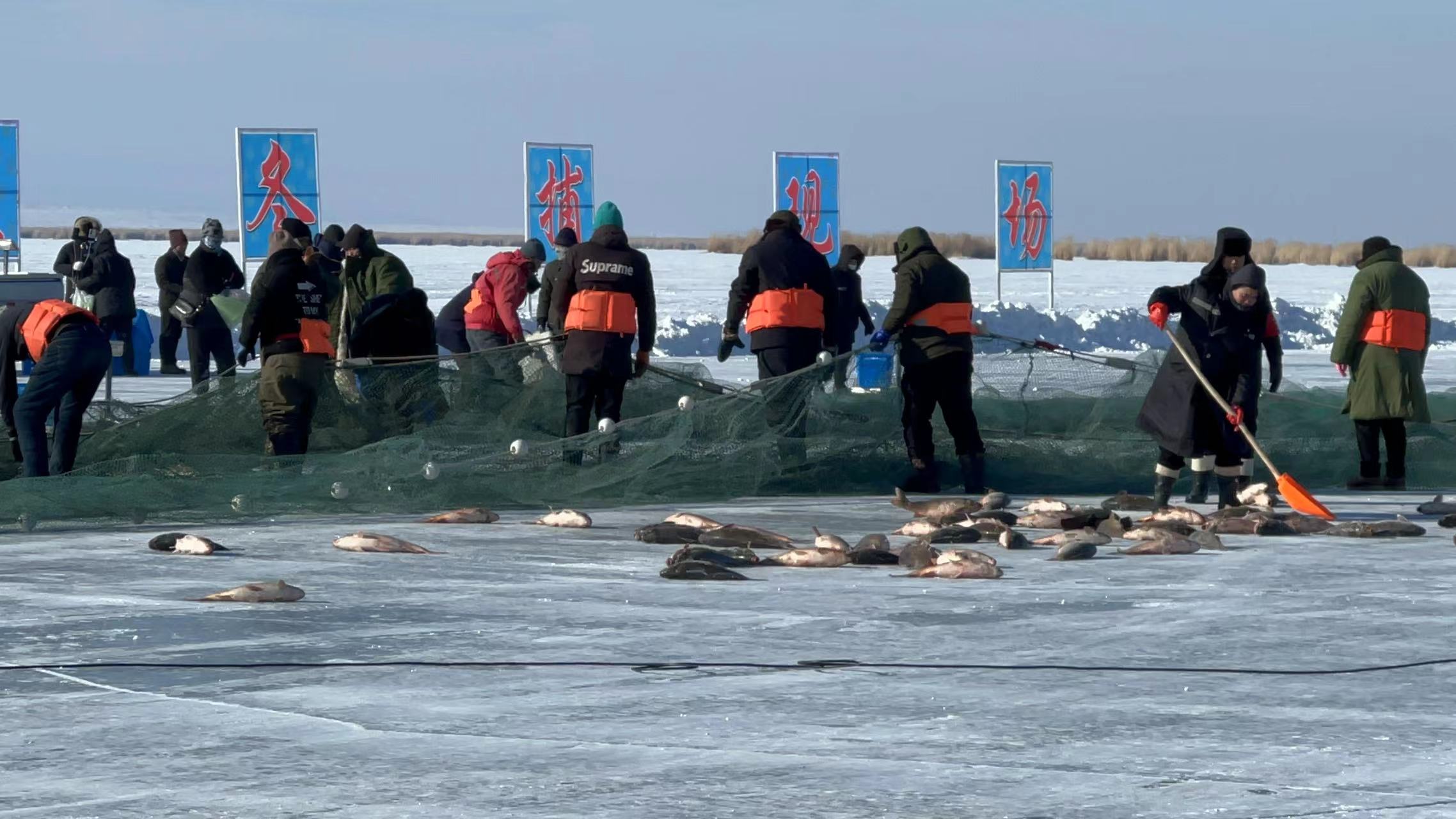 Fishermen follow the traditional winter fishing method by putting down a giant net under the ice for fishing on the frozen Ulungur Lake at Fuhai County, Altay region, northwest China's Xinjiang Uygur Autonomous Region, January 20, 2024. /CGTN