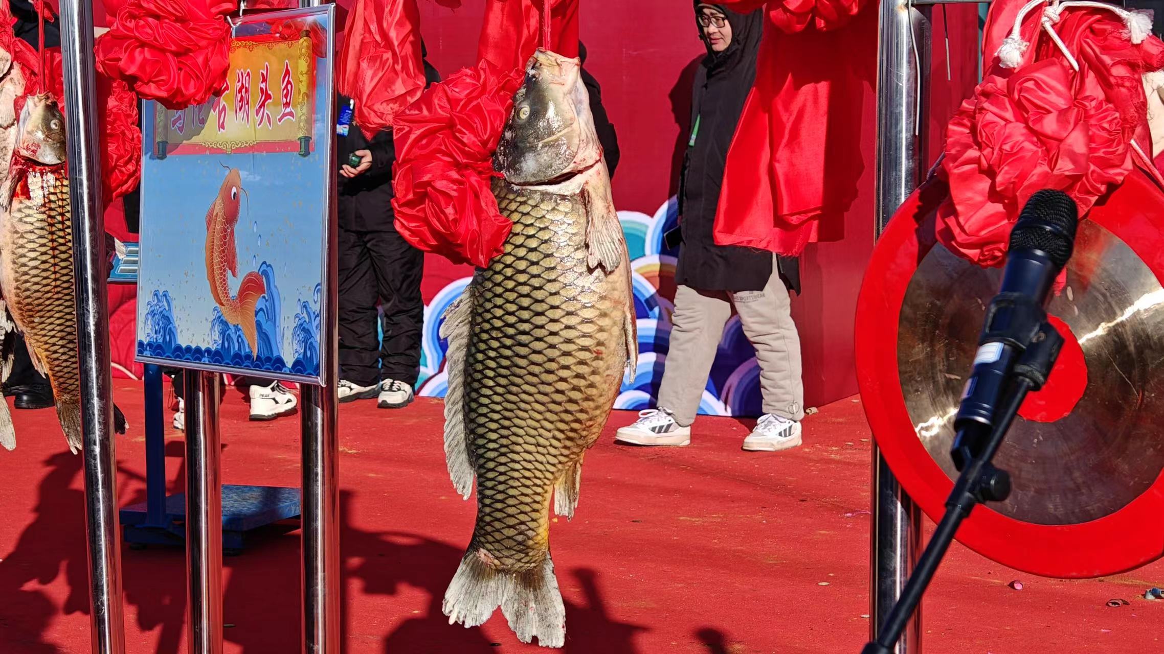 The first carp fish displayed at the Ulungur Lake Winter Fishing Festival at Fuhai County, Altay region, northwest China's Xinjiang Uygur Autonomous Region, January 20, 2024. /CGTN