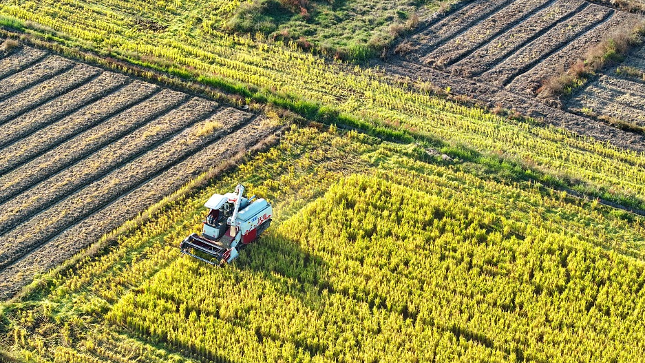 Villagers drive harvesters to harvest late-season rice in Jingba village, Ganzhou City, east China's Jiangxi Province, November 22, 2023. /CFP