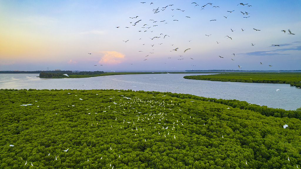 Birds fly above the mangrove forests in Haikou Dongzhaigang Mangrove Nature Reserve, Haikou City, south China's Hainan Province, November 9, 2023. /CFP