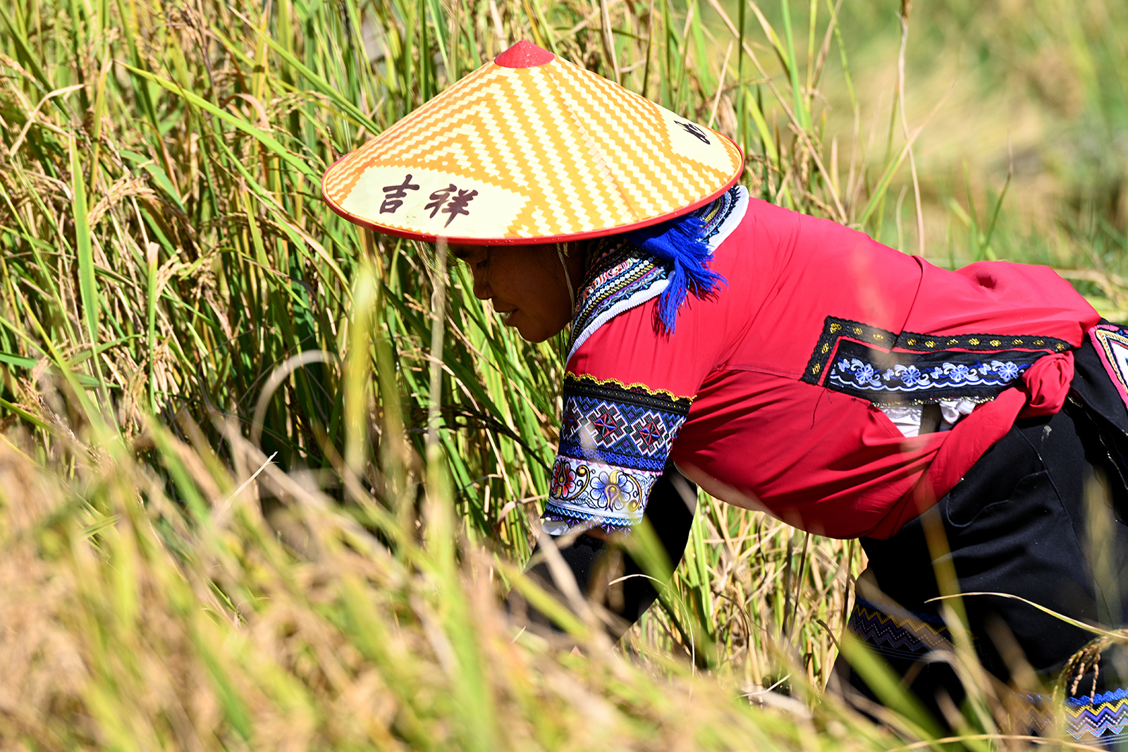 A farmer harvests rice at the Honghe Hani Rice Terraces in Yuanyang County, Yunnan Province on September 23, 2023. /IC