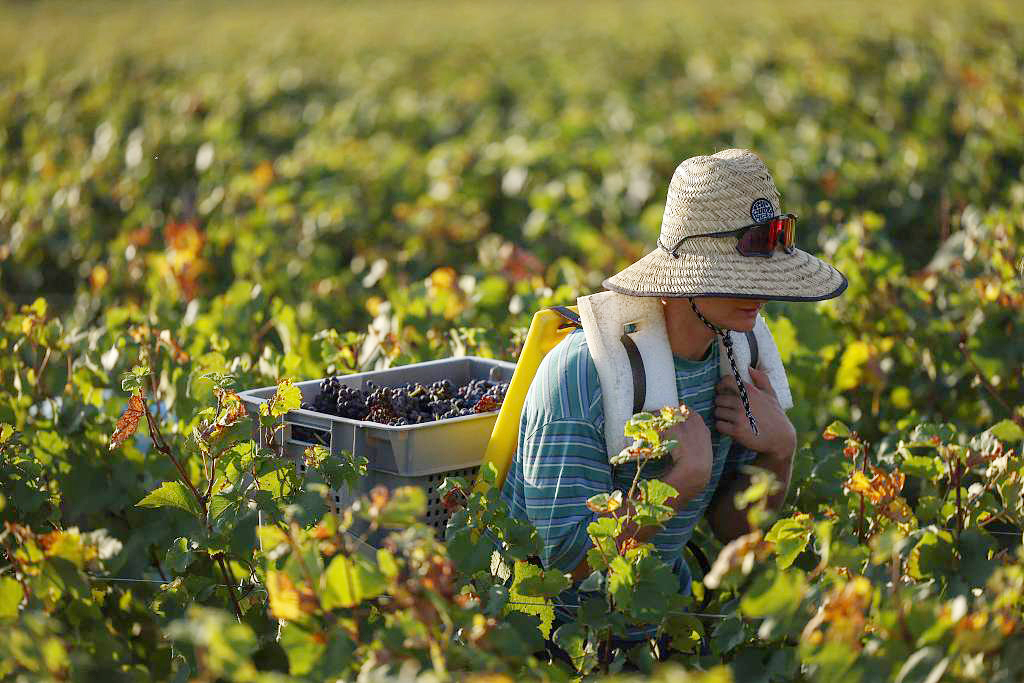 A farmer harvests grapes at a vineyard in the Burgundy wine region of France on September 11, 2023. /CFP