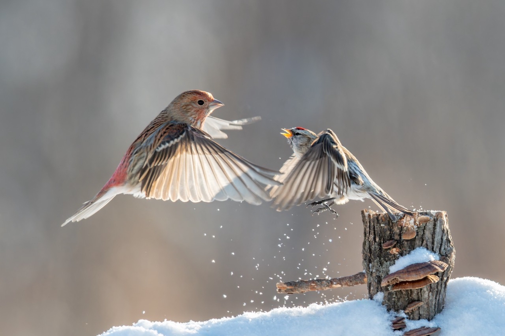 A photo shows forest birds flapping their wings in the snow on a farm in Suihua, Heilongjiang Province on January 17, 2024. /IC