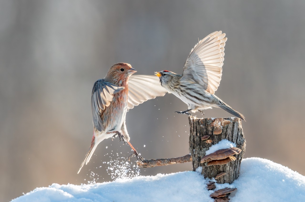 A photo shows forest birds playing in the snow on a farm in Suihua, Heilongjiang Province on January 17, 2024. /IC