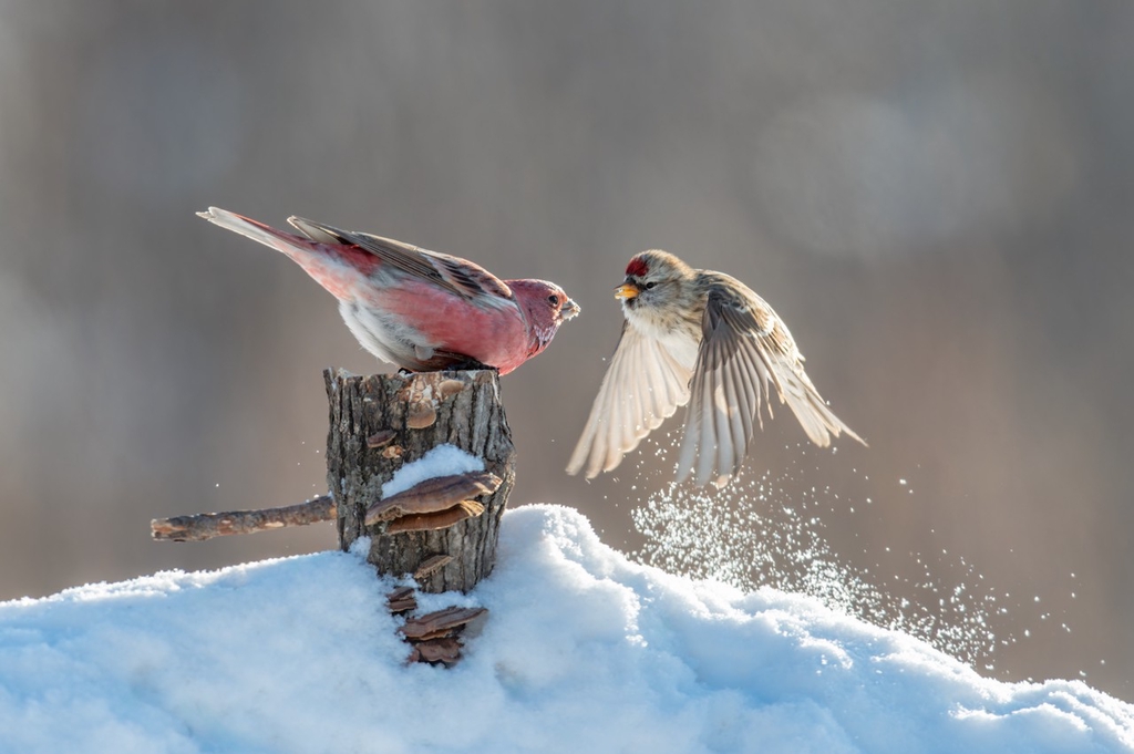 A photo shows forest birds playing in the snow on a farm in Suihua, Heilongjiang Province on January 17, 2024. /IC