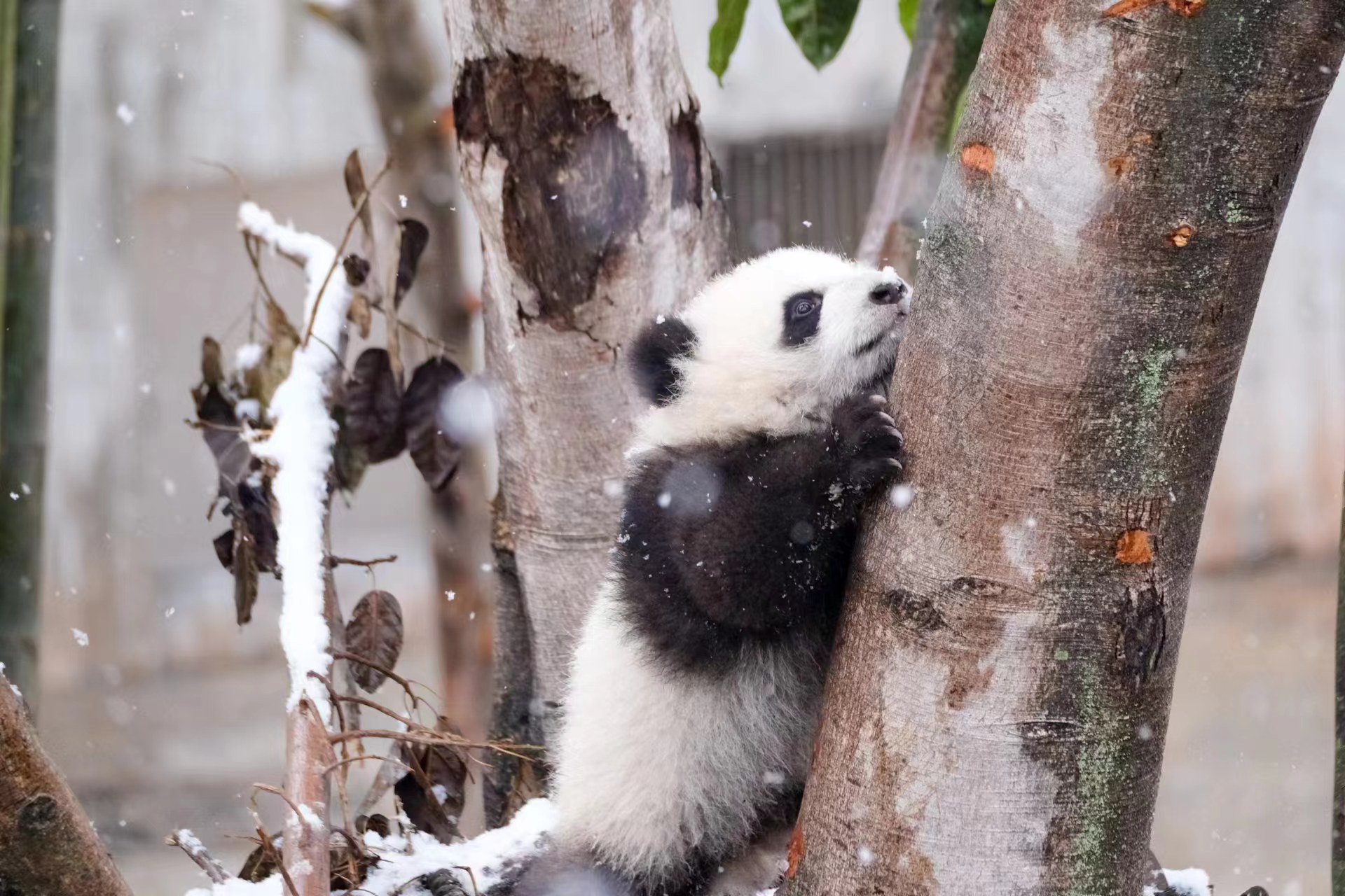 Giant panda climbing tree in the snow, Chengdu Research Base of Giant Panda Breeding, Sichuan Province, southwest China, January 24, 2024. /CGTN