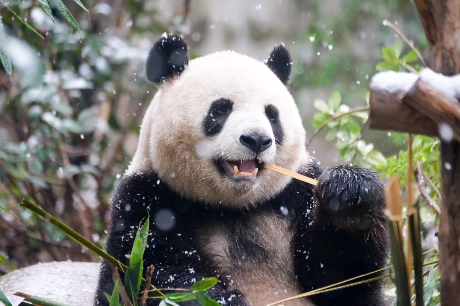 Giant panda eating bamboo in the snow, Chengdu Research Base of Giant Panda Breeding, Sichuan Province, southwest China, January 24, 2024. /CGTN