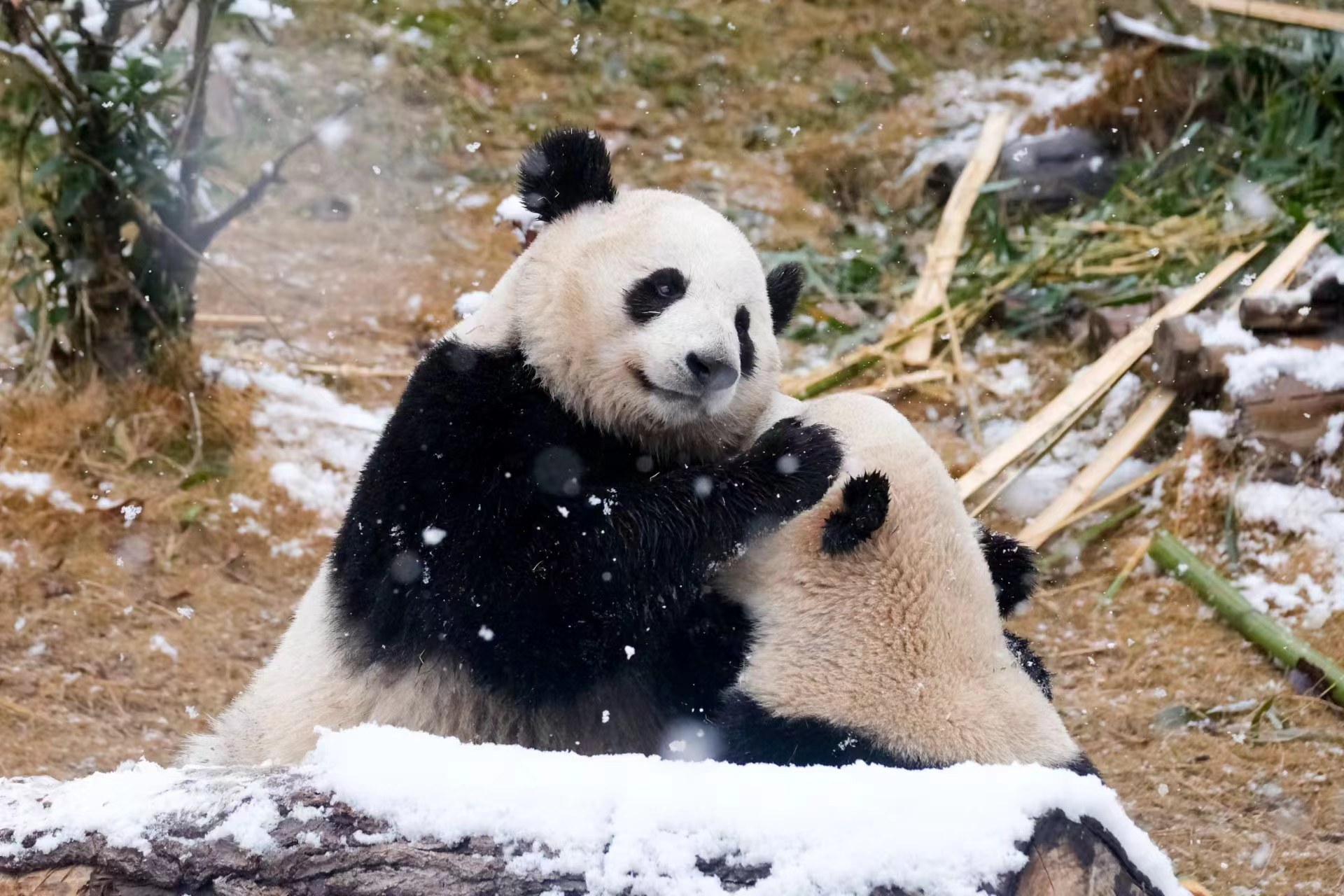 Giant pandas frolicking in the snow, Chengdu Research Base of Giant Panda Breeding, Sichuan Province, southwest China, January 24, 2024. /CGTN