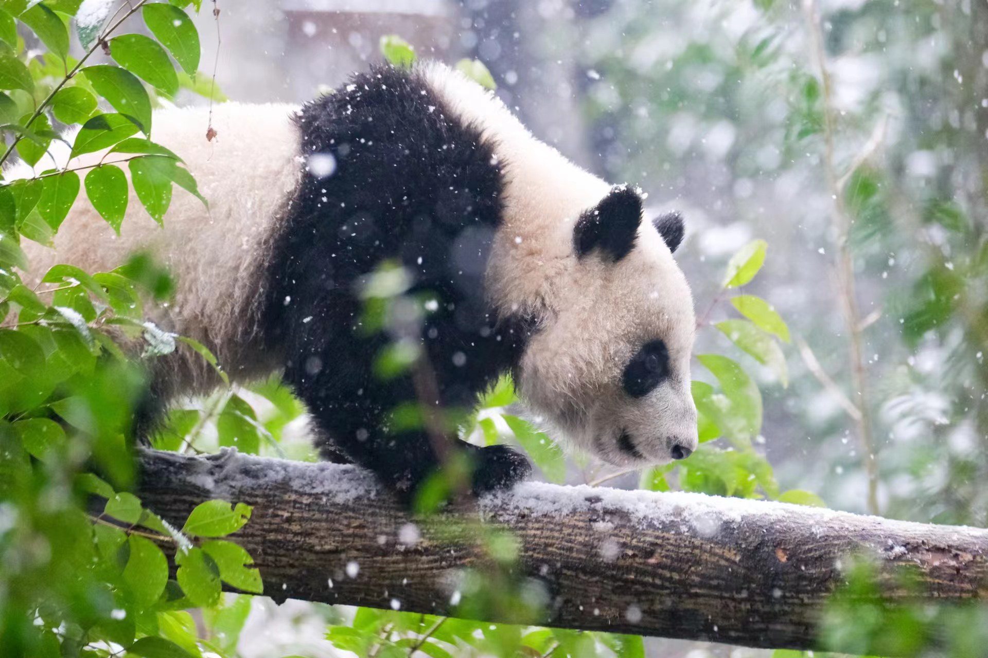 Giant panda climbing a tree in the snow, Chengdu Research Base of Giant Panda Breeding, Sichuan Province, southwest China, January 24, 2024. /CGTN