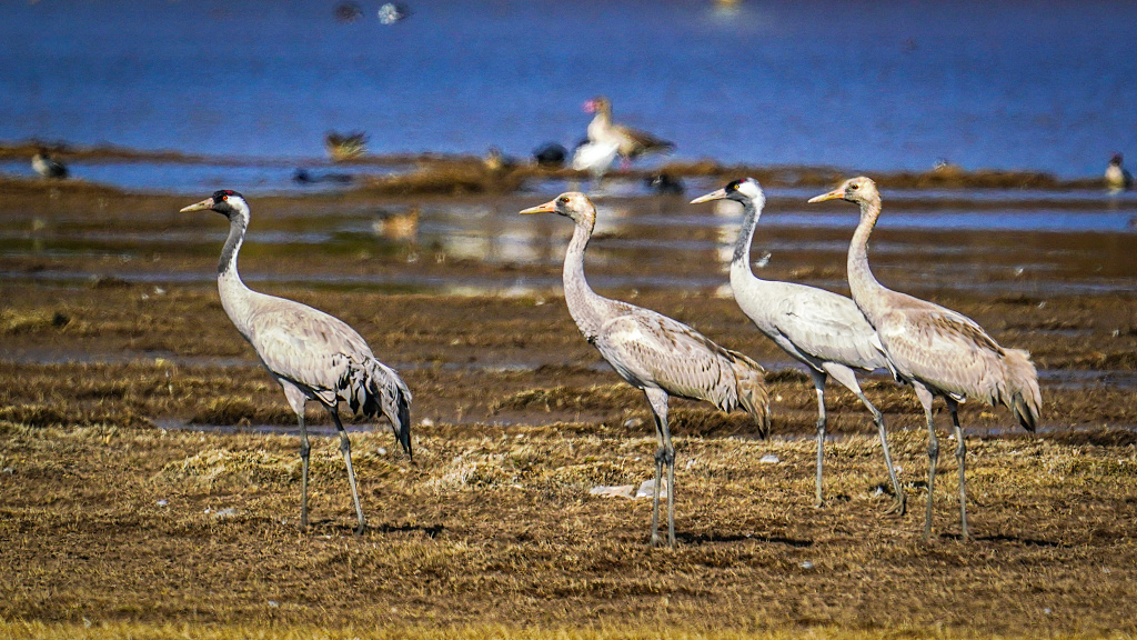 A flock of common cranes rest at a wetland in Lijiang, Yunnan Province on January 21, 2024. /CFP
