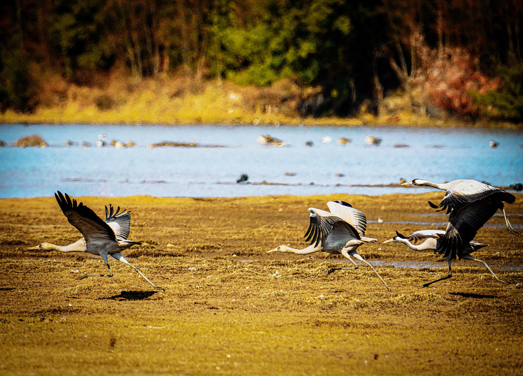 Common cranes chase one another at a wetland in Lijiang, Yunnan Province on January 21, 2024. /CFP